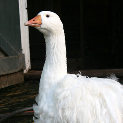 Learn to Speak Goose